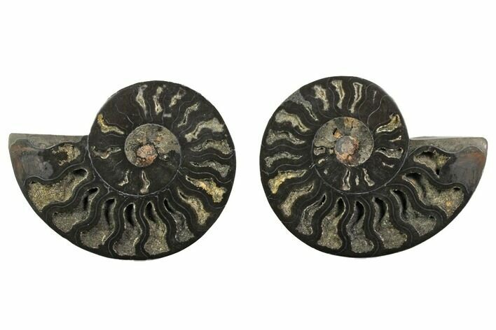 Cut/Polished Ammonite Fossil - Unusual Black Color #132630